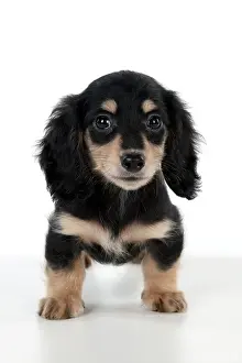 Minature: Dog Dachshund (miniature long haired) 10 week old puppy