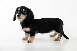 Minature: Dog Dachshund (miniature long haired) 10 week old puppy