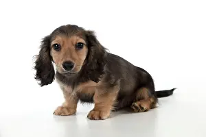 Minature: Dog Dachshund (miniature long haired) 10 week old puppy