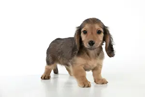 Minature: Dog Dachshund (miniature long haired) 10 week old puppy