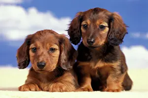 Worried: Dog - Dachshund puppies longhaired, 9 weeks old