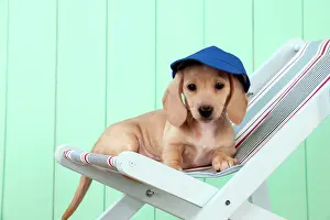 Chairs: Dog - Dachshund puppy (7 weeks old )in a deck chair