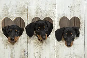 Dachshund: DOG. Dachshund puppy (9 weeks old ) with its head