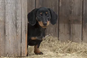 Dachshund: DOG. Dachshund puppy ( 9 weeks old ) looking around