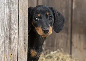 Dachshund: DOG. Dachshund puppy ( 9 weeks old ) looking around