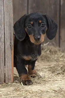 Dachshund: DOG. Dachshund puppy ( 9 weeks old ) looking around