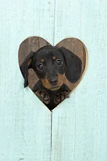 Dachshund: DOG. Dachshund puppy (9 weeks old ) looking through