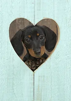 Dachshund: DOG. Dachshund puppy (9 weeks old ) looking through