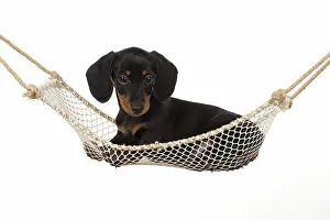 Mini: DOG. Dachshund puppy (9 weeks old ) in a mini hammock