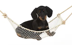 Mini: DOG. Dachshund puppy (9 weeks old ) in a mini hammock