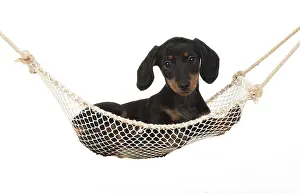 Mini: DOG. Dachshund puppy (9 weeks old ) in a mini hammock