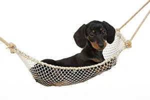 Mini: DOG. Dachshund puppy (9 weeks old ) in a mini hammock