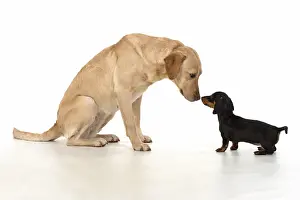 Labarador: DOG. Dachshund puppy (9 weeks old ) with a yellow