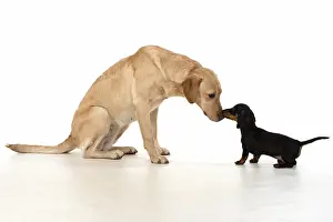 Labarador: DOG. Dachshund puppy (9 weeks old ) with a yellow