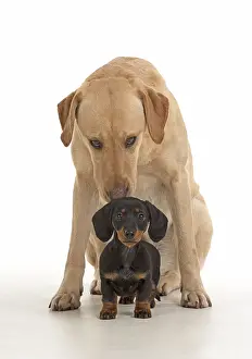Labarador: DOG. Dachshund puppy (9 weeks old ) with a yellow