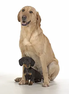 Labarador: DOG. Dachshund puppy (9 weeks old ) with a yellow