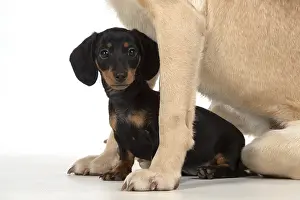 Dachshund: DOG. Dachshund puppy (9 weeks old ) with a yellow