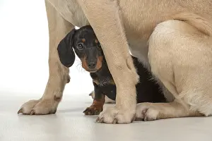 Dachshund: DOG. Dachshund puppy (9 weeks old ) with a yellow
