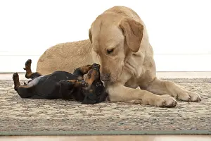 Dachshund: DOG. Dachshund puppy (9 weeks old ) with a yellow