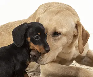 Dachshund: DOG. Dachshund puppy (9 weeks old ) with a yellow