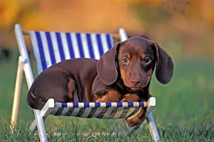 Deckchair: Dog Dachshund shorthaired puppy sitting in chair