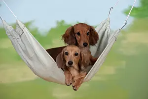 Hammock: DOG - Dachshunds sitting in hammock