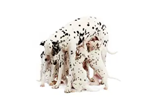 Dalmatians: Dog - Dalmatian