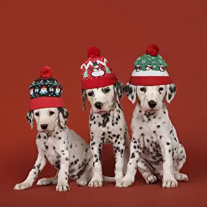 151119: Dog - Dalmatian - 6 week old puppies wearing