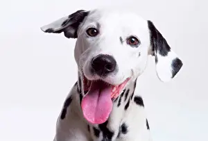 Nose: DOG - DALMATIAN - Close up Head - Laughing