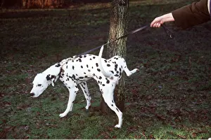 Dalmatian: DOG - Dalmatian cocking leg against tree