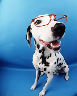 Lense: DOG - DALMATIAN with glasses - fish-eye lense