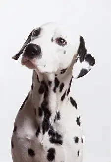Dalmatian: DOG - DALMATIAN - Head & neck close up