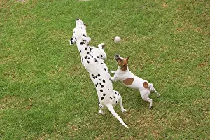 Tennis: Dog - Dalmatian & Jack Russell Terrier playing