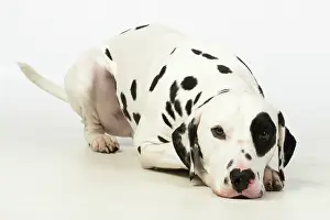 Dalmatians: DOG. Dalmatian laying, studio, white background