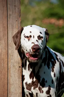 Liver: DOG - Dalmatian (liver) looking around fence