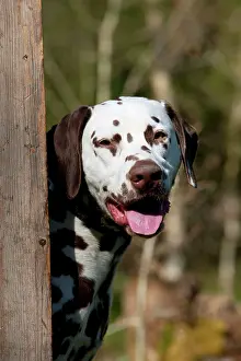 Liver: DOG - Dalmatian (liver) looking around fence