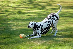 Liver: DOG - Dalmatian (liver) playing with stuffed toy