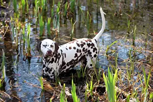 Liver: DOG - Dalmatian (liver) in a pond