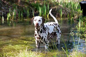 Liver: DOG - Dalmatian (liver) in a pond