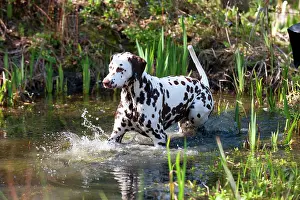 Liver: DOG - Dalmatian (liver) in a pond