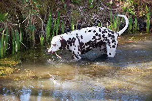 Liver: DOG - Dalmatian (liver) in a pond