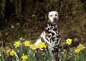 Liver: DOG - Dalmatian (liver) sitting in daffodils