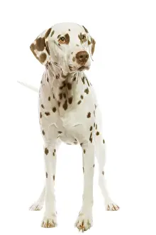 Liver: Dog - Dalmatian - liver spotted