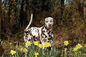 Liver: DOG - Dalmatian (liver) standing in daffodils