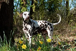 Liver: DOG - Dalmatian (liver) standing in daffodils