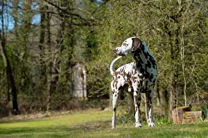 Liver: DOG - Dalmatian (liver) standing in garden