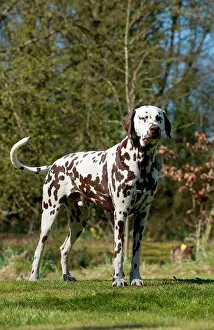 Liver: DOG - Dalmatian (liver) standing in garden