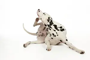 Dalmatian: DOG - Dalmatian scratching itself
