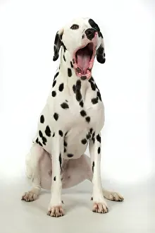 Dalmatians: DOG. Dalmatian sitting, mouth open, studio, white