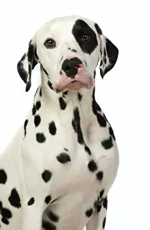 Dalmatians: DOG. Dalmatian sitting, studio, white background